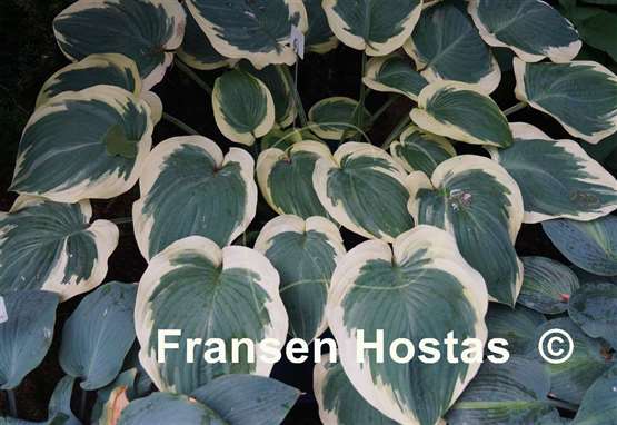 Hosta Orion's Belt